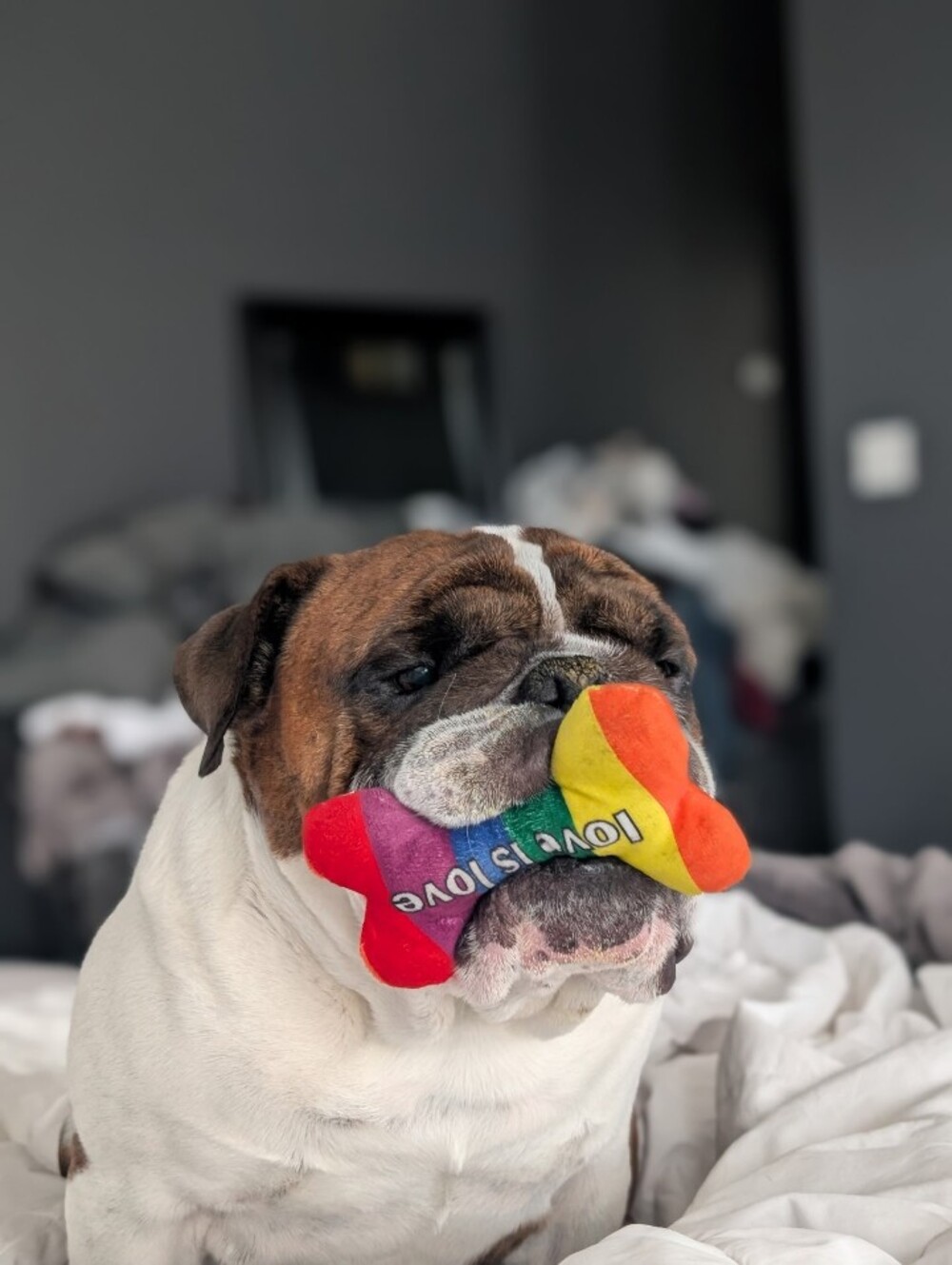 Rainbow "love is love" Dog Toy Bone